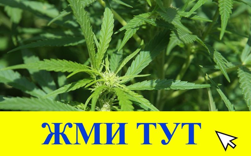 Купить наркотики в Тихорецке